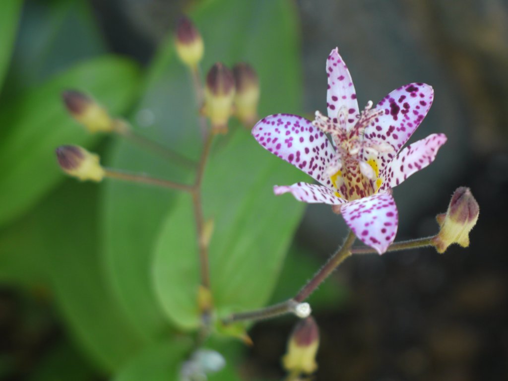 引き伸ばしレンズでの試し撮り