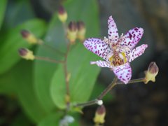 引き伸ばしレンズでの試し撮り