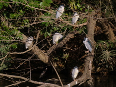 サギのコロニーの様子