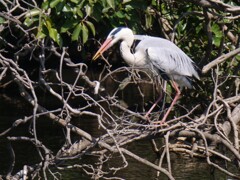 サギのコロニ-の様子