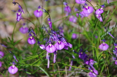 西オーストラリアの花　スミレ