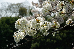 手毬の様な桜