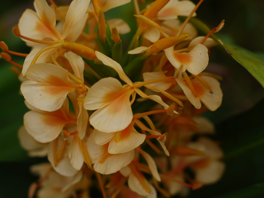 FD 50mm 1:1.4