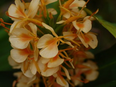 FD 50mm 1:1.4