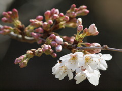 桜