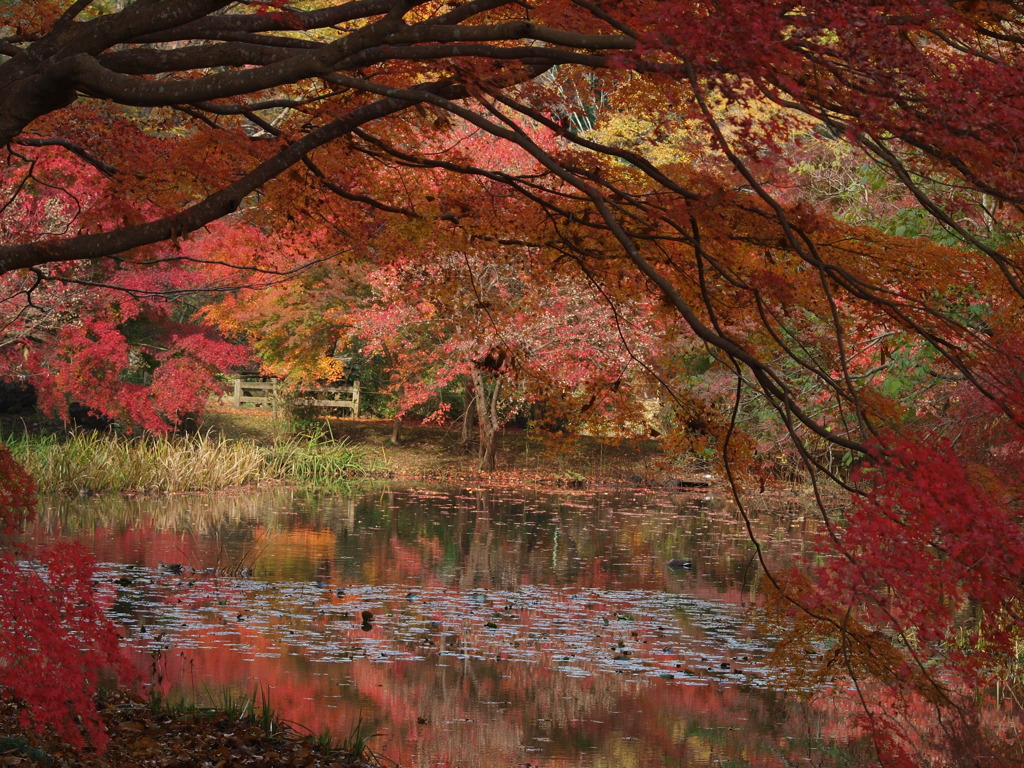 紅葉