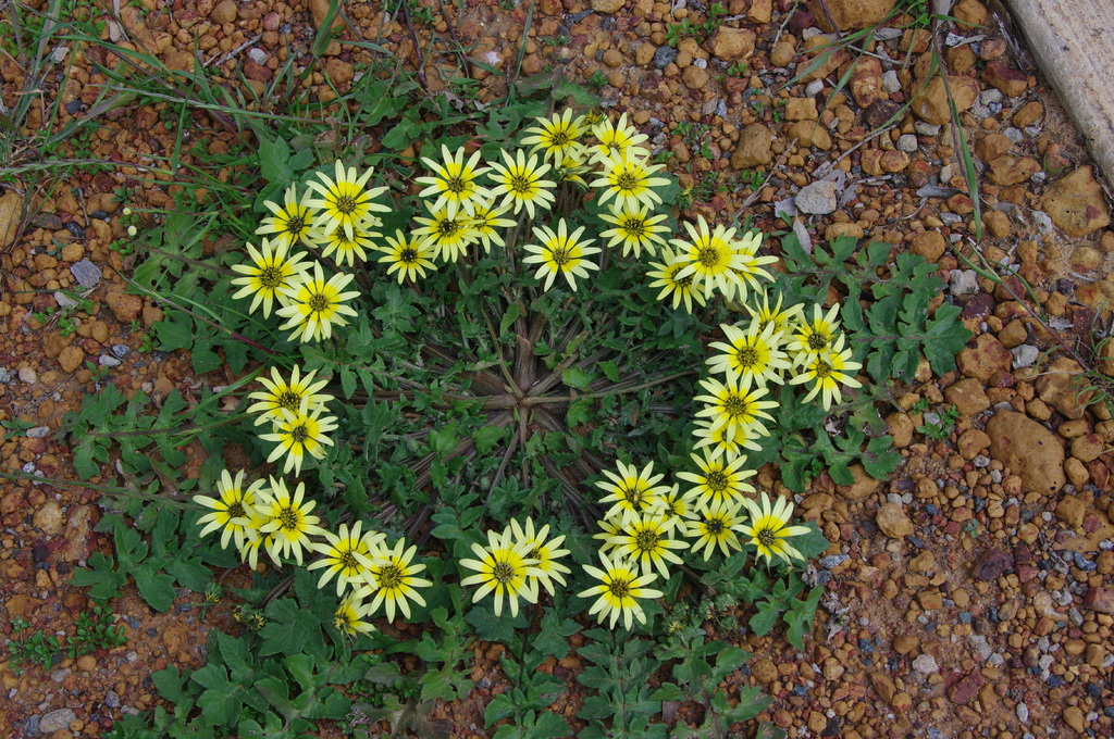 西オーストラリア タンポポ