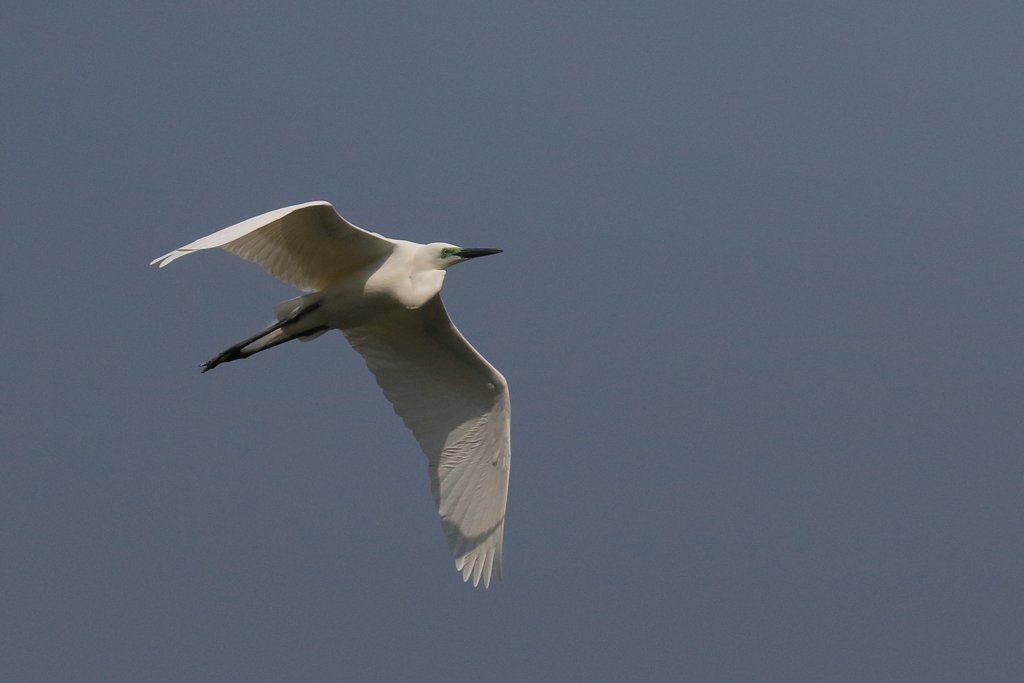 サギのコロニ-の様子