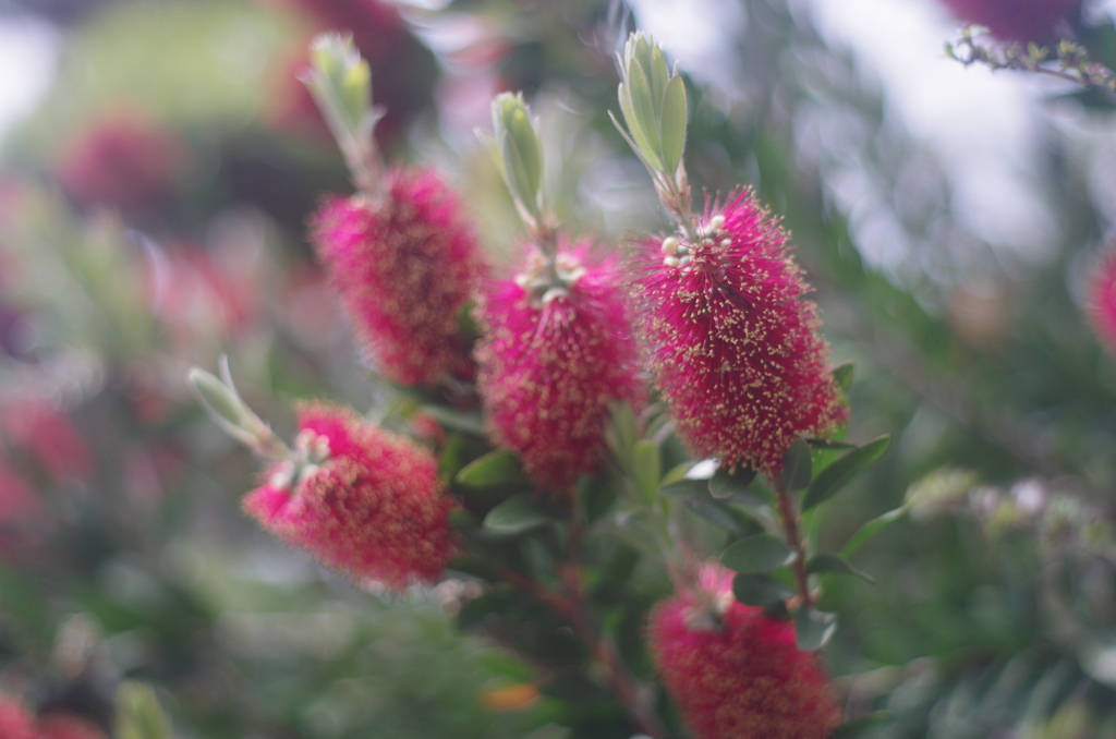 PENTAX-M 50mm F1.4