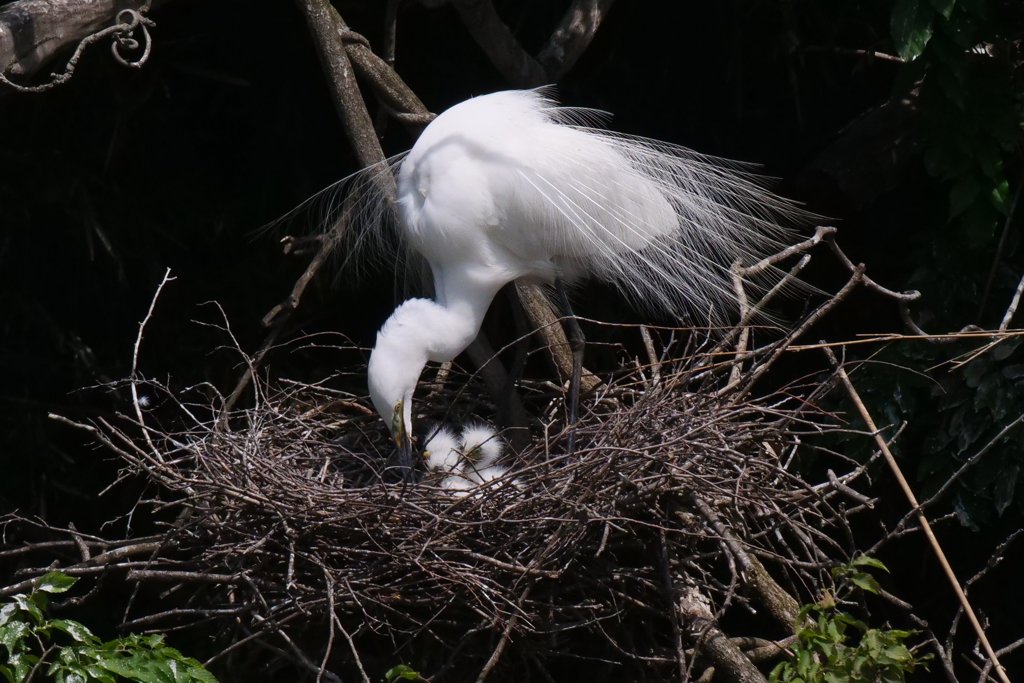 サギのコロニ-の様子