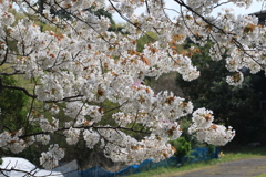 家の近くの桜