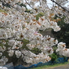 家の近くの桜