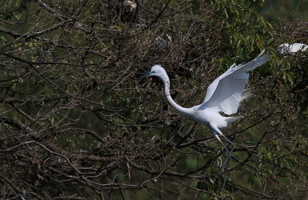 サギのコロニーの様子