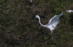 サギのコロニーの様子