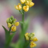 Lensbaby ソフトレンズ Velvet 56 56mm