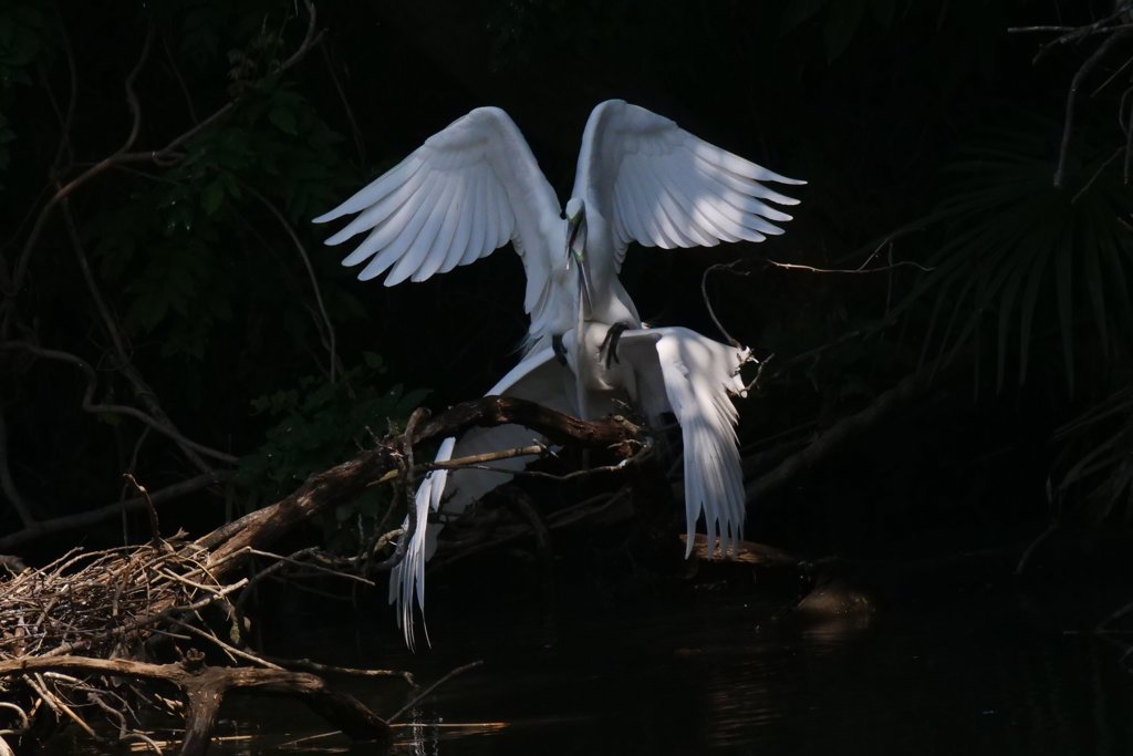 サギのコロニ-の様子
