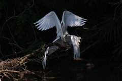 サギのコロニ-の様子