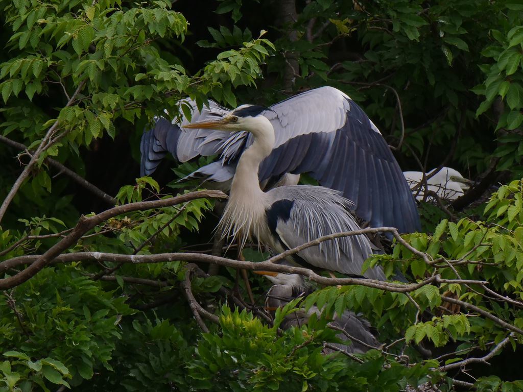サギのコロニ-の様子