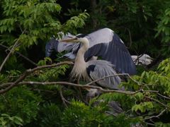 サギのコロニ-の様子