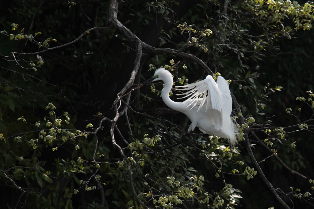 サギのコロニ-の様子