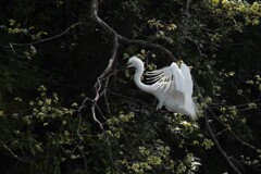 サギのコロニ-の様子