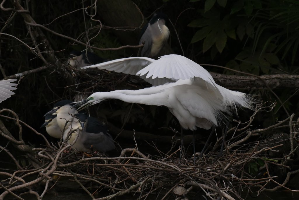 サギのコロニ-の様子