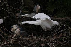 サギのコロニ-の様子