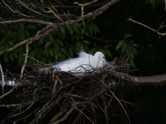 サギのコロニ-の様子