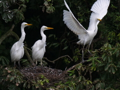 サギのコロニ-の様子
