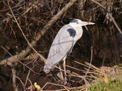 坂月川沿い散歩