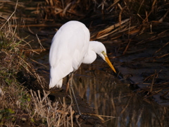 坂月川沿い散歩