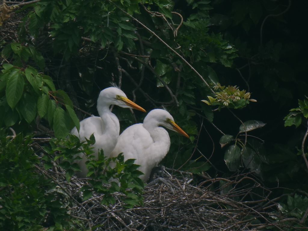 サギのコロニ-の様子