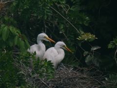 サギのコロニ-の様子