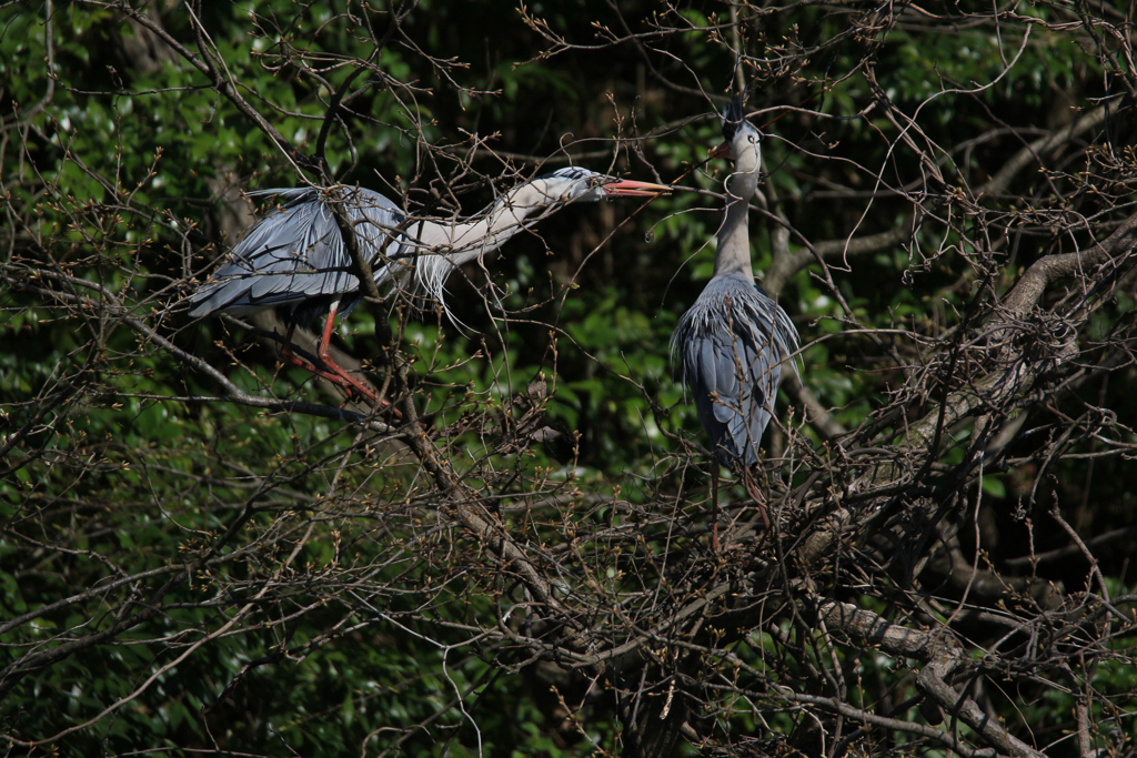 サギのコロニーの様子