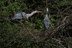 サギのコロニーの様子