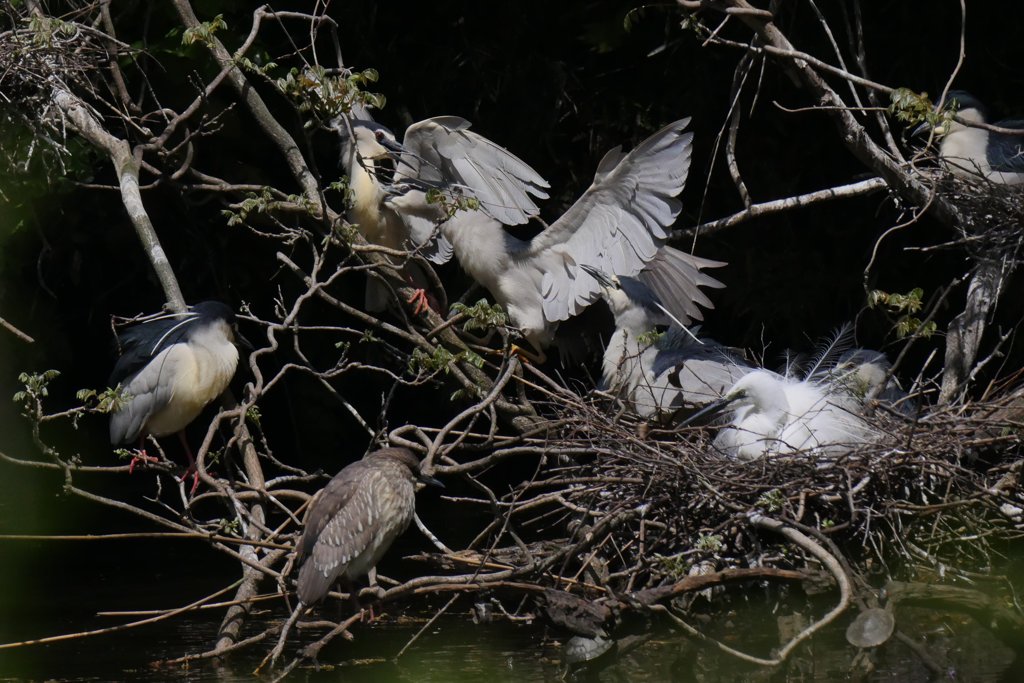 サギのコロニ-の様子