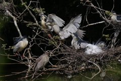 サギのコロニ-の様子