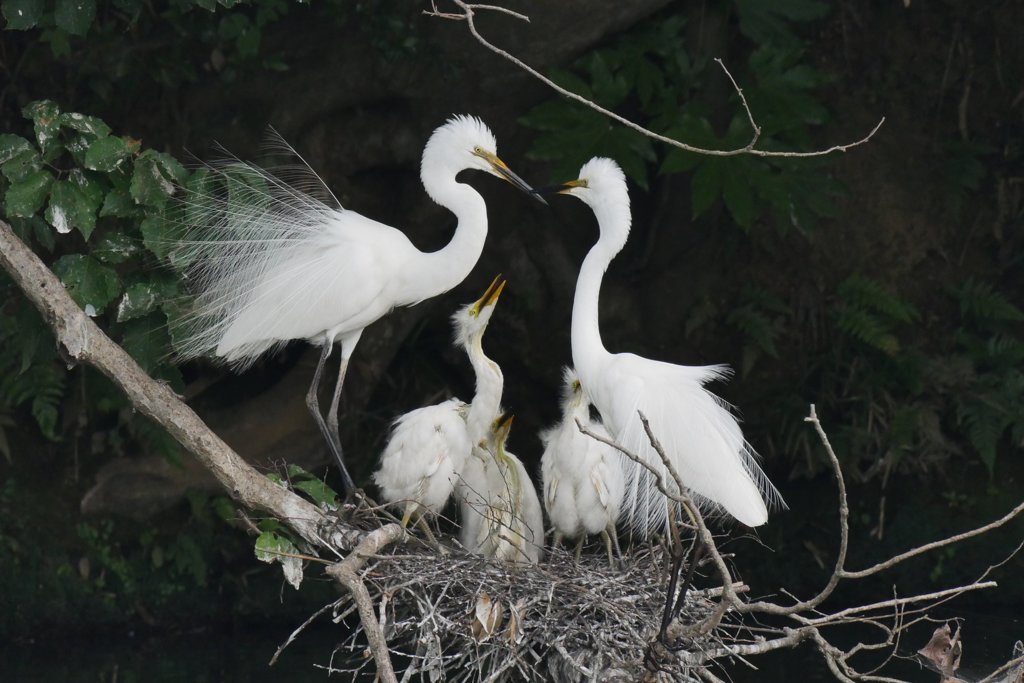 サギのコロニ-の様子