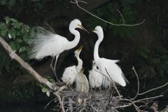 サギのコロニ-の様子