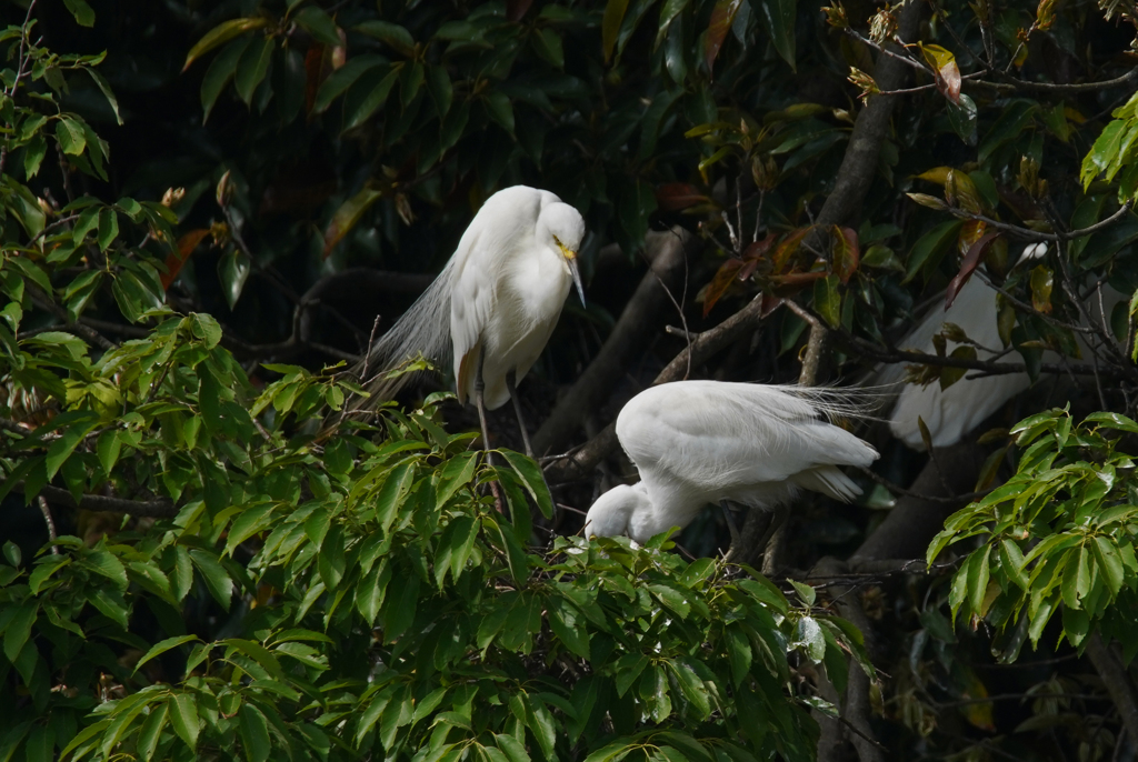 サギのコロニ-の様子