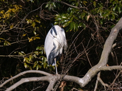 サギのコロニ-の様子