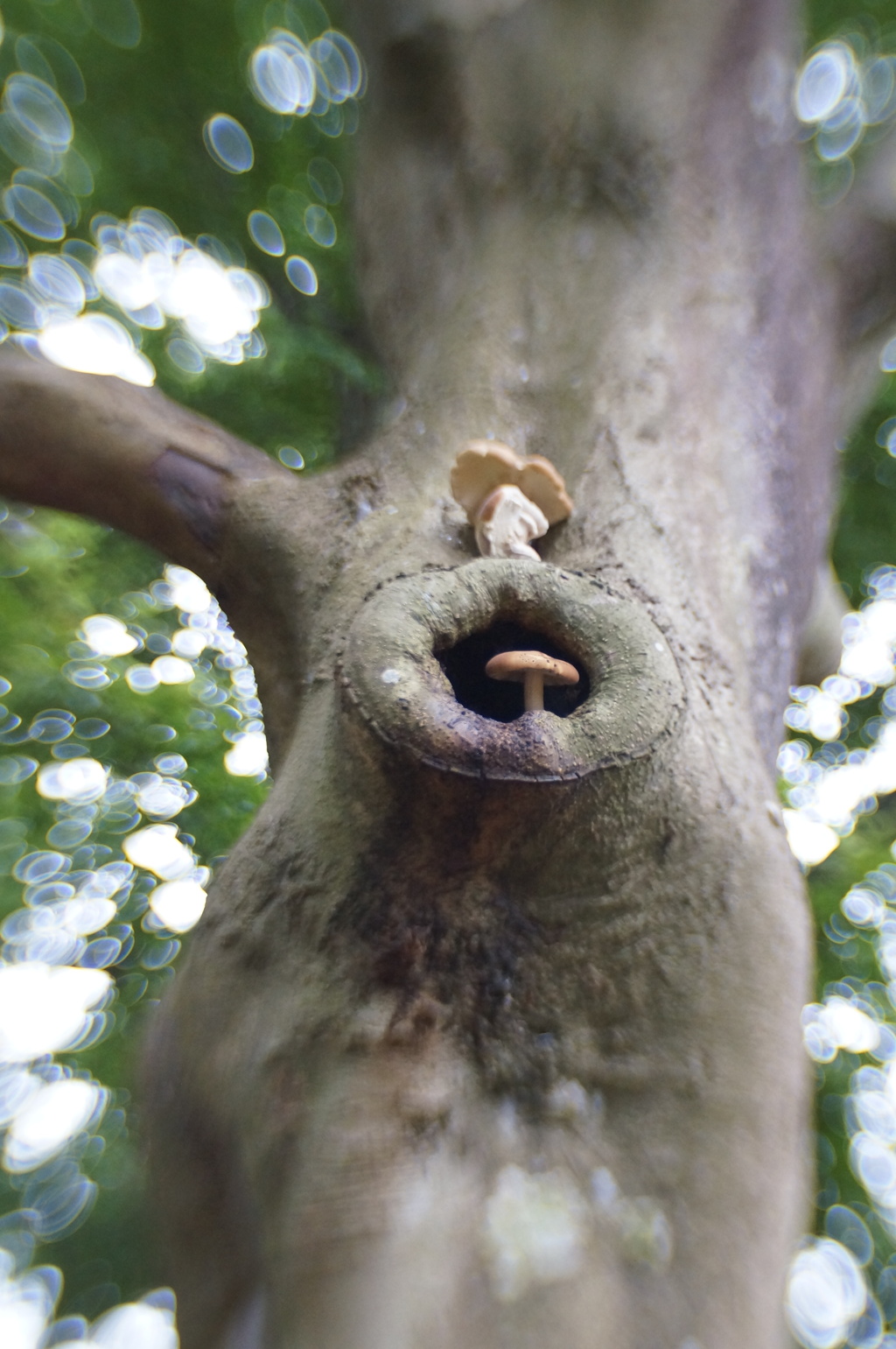 Lensbaby Sweet35
