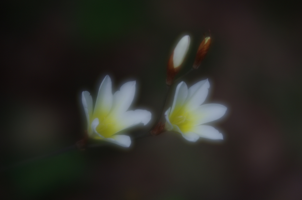 Lensbaby ソフトレンズ Velvet 56 56mm