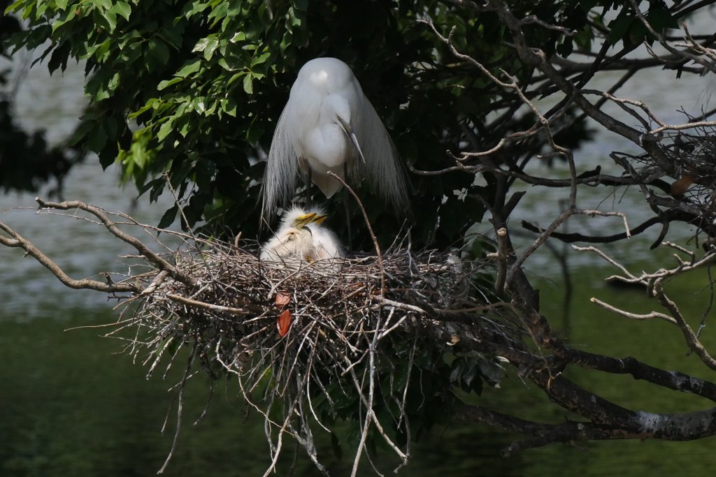 サギのコロニ-の様子