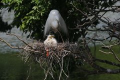 サギのコロニ-の様子