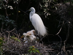 サギのコロニ-の様子