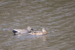 サギのコロニーの様子（三種のカモ）