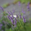 LENSBABY  ダブルグラス