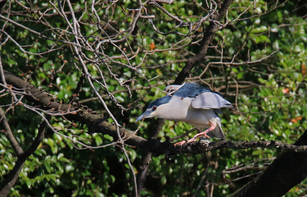 サギのコロニーの様子