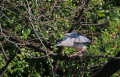 サギのコロニーの様子